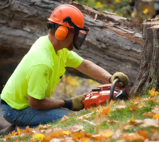 tree services Brockton